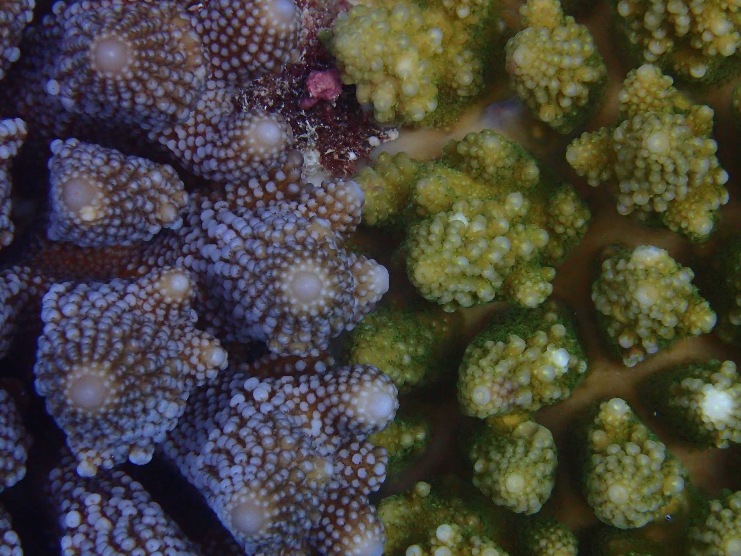 The Amazing Role Of Rove Beetles In Coral Reef Health - 7wt9e2c